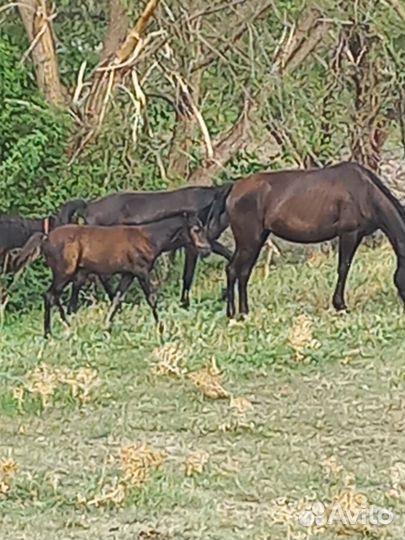 Лошади жеребята