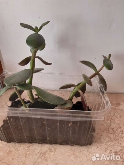 Комнатные растения.денежное деревце)