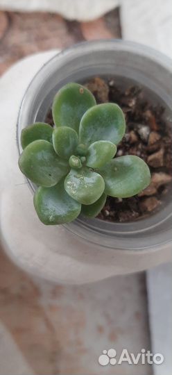 Суккуленты