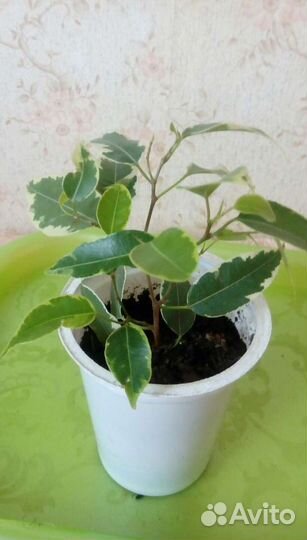 Цветы комнатные