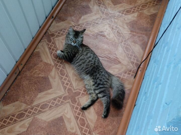 Кошки мейн-кун