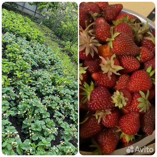 Рассада клубники ранняя