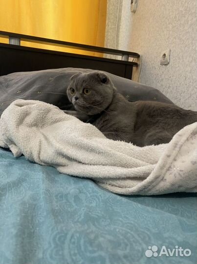 Британский вислоухий кот продам
