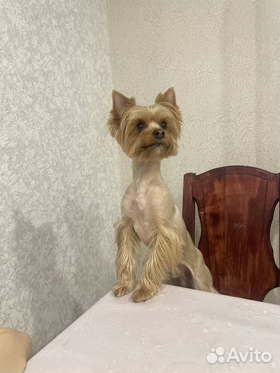 Вязка собак йорк