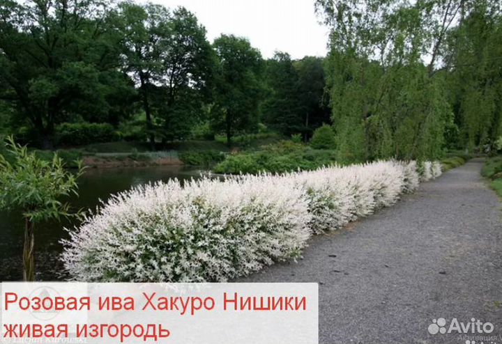 Ива розовая, вейгела, дерен, гейхера, астильба