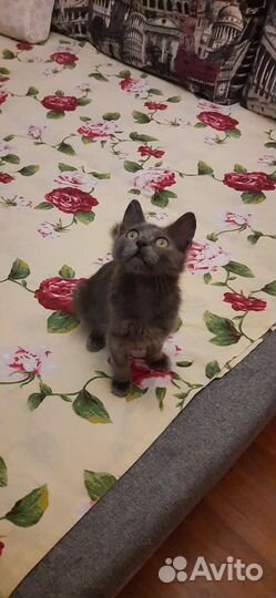 Дымчатый котенок