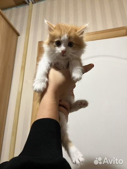 Котята в добрые руки 1 месяц