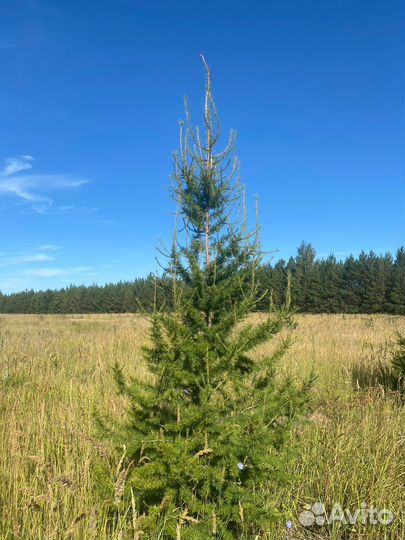 Лиственница