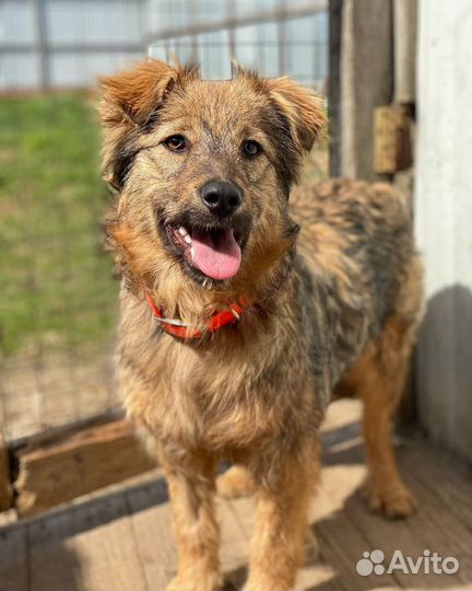 Отдаю щенка Мальву в добрые руки