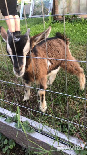 Коза камерунская