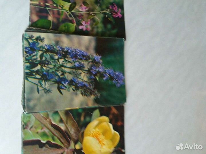 Растения из Красной книги СССР