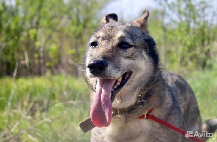 Собака Самара