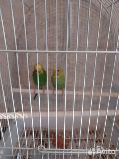 Волнистые попугаи самка и самец