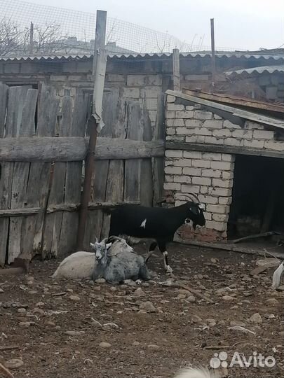 Нубийские козы