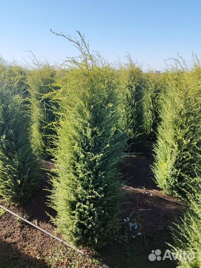Можжевельник голд кон