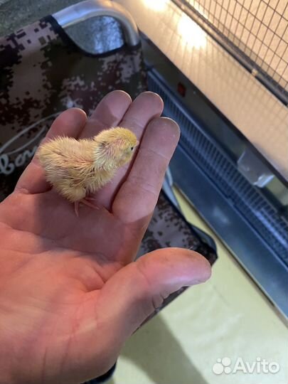 Перепела суточные