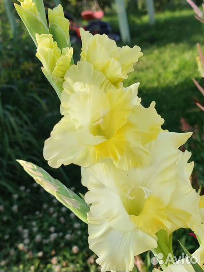 Гладиолусы