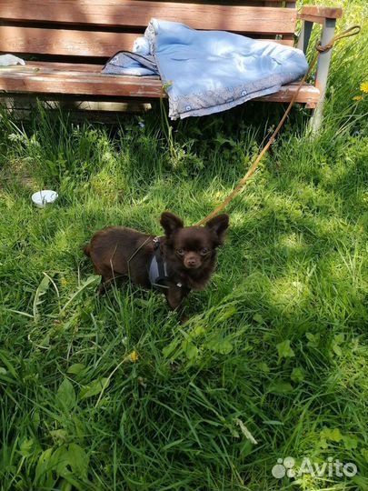 Продам собаку