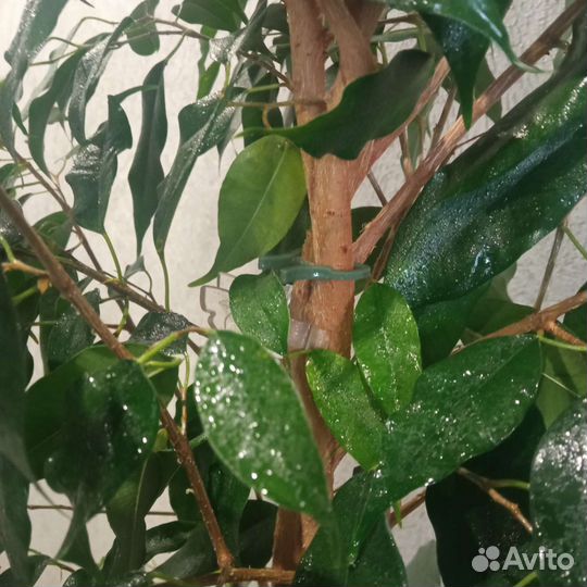 Фикус бенджамина