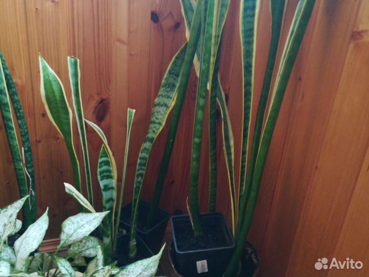 Щучий хвост