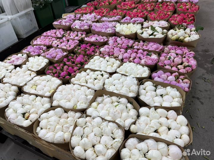 Пионы оптом