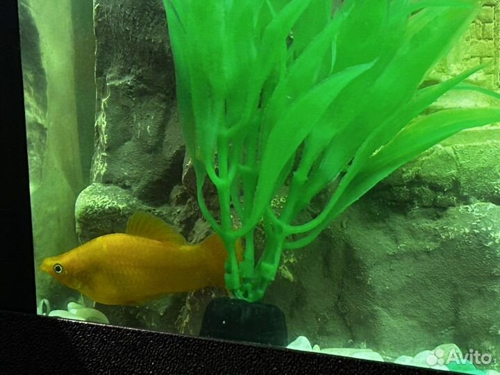 Аквариумные рыбки моллинезии золотые/оранжевые