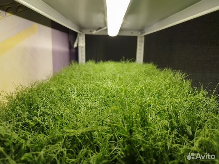 Микрозелень горох