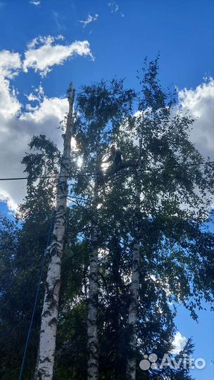 Удаление и спил деревьев Покос травы