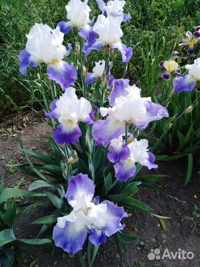 Цветы. Ирисы бородатые