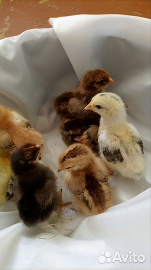 Куры цыплята