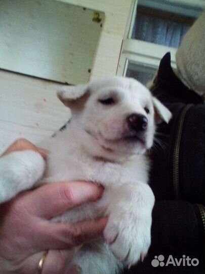 Щенки Лабрадора смесь с швейцарской овчаркой