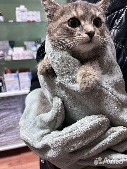 Котенок в дар