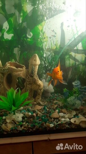 Аквариум