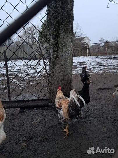 Домашняя птица