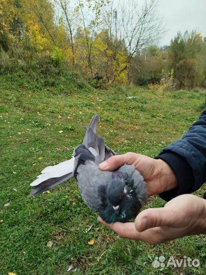 Николаевские голуби полет бабочка