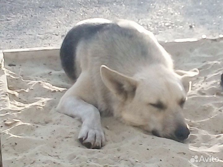 Отдам бесплатно