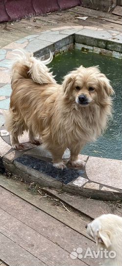 Мальчик-пушистик