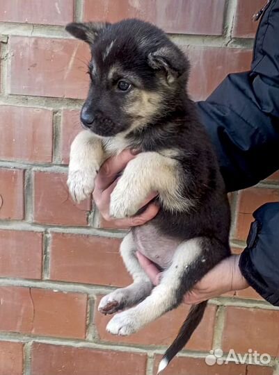 Щенок-девочка Чара в дар