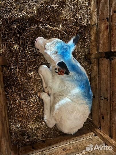 Крепкие бычки телята доставка