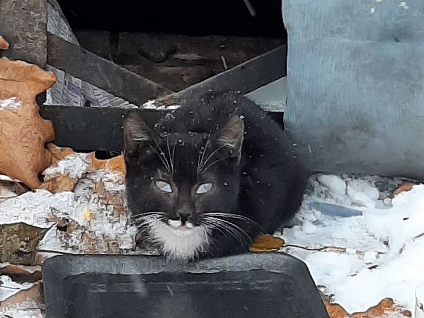 Котёнок замерзает на улице, ищет дом