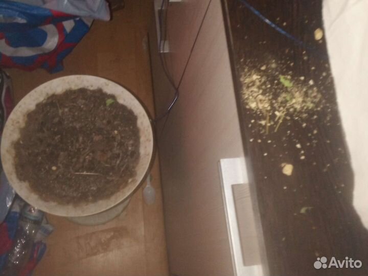 Горшок для пальмы