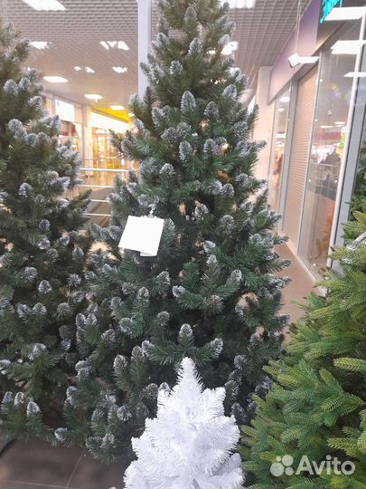 Ель Кавказская Люкс