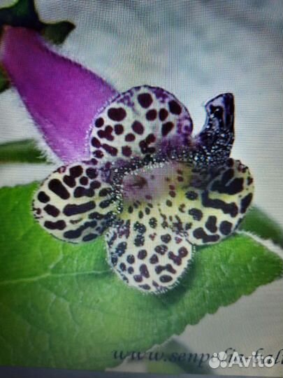 Колерии сортовые