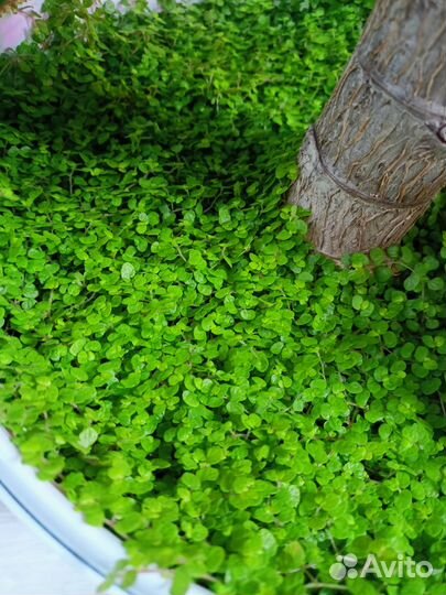 Солейролия пышные кустики