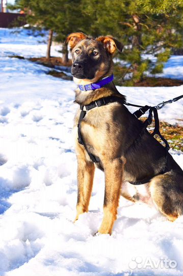 Щенок мальчик Майк 5,5 мес