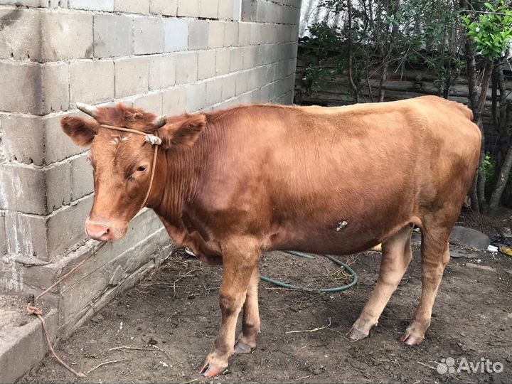 Корова с теленком