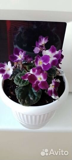 Листики фиалки