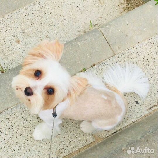 Вязка голддаст шокоберри сплитер блюмерль