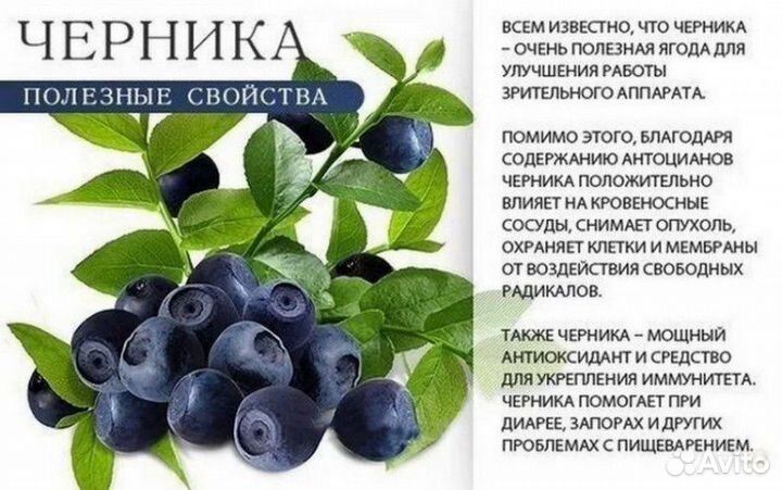 Черника, голубика