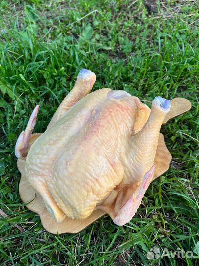 Бройлер халяль домашний